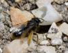Panurgus sp.